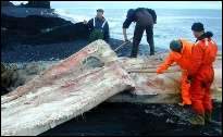 Partering av hval